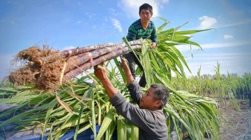 Đường Quảng Ngãi (QNS) với tham vọng khép kín chuỗi giá trị Mía - Đường - Điện sinh khối - Ethanol