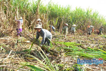 Giá mía tăng, vùng nguyên liệu ổn định