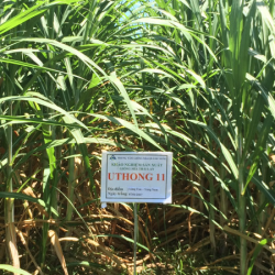 GIỐNG MÍA UTHONG11