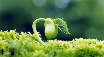 Chuyện nảy mầm thần kỳ của ‘hạt đậu nành’ VinaSoy