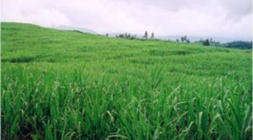 Giải pháp nào để phát triển vùng mía nguyên liệu ở Quảng Ngãi theo hướng bền vững