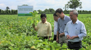 Triển vọng kinh tế cây đậu tương giống mới