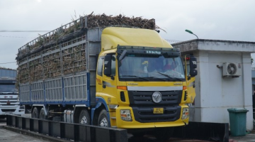 Ứng Dụng Số Hóa Toàn Diện Quy Trình Thu mua mía Tại Nhà Máy Đường An Khê – Bước Tiến Đột Phá Của Công Ty Cổ Phần Đường Quảng Ngãi