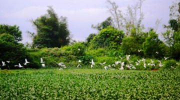 Vườn cò trong lòng thành phố