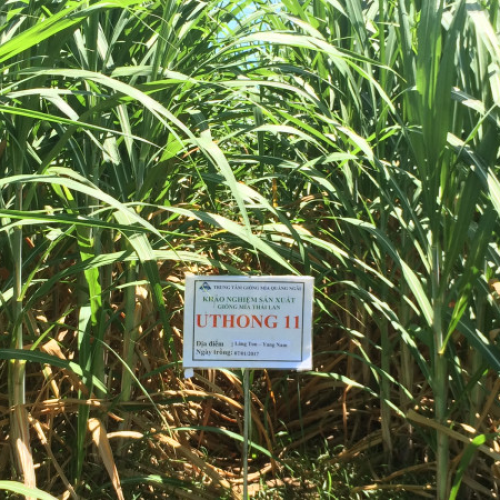 GIỐNG MÍA UTHONG11