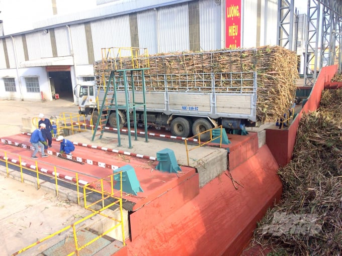 Lúc cao điểm Nhà máy Đường An Khê tiêu thụ 2 triệu tấn mía cây/năm, hiện nay nhà máy đang tiêu thụ 1 triệu tấn mía cây/năm. Ảnh: V.Đ.T.